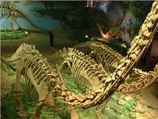 Описание Музей динозавров
