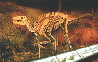 Палеозоологический музей Китая