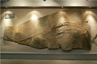 Геологический музей Китая