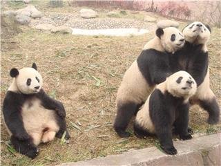 Жизненный цикл большой панды