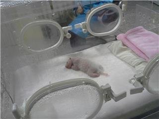 Новорождённый детёныш панды
