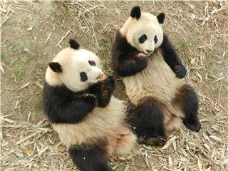 Отличительные особенности большой панды