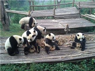 играющие панды