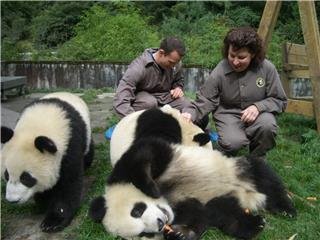 Разведение большой панды в искусственных условиях