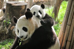 Большие панды в Чэнду