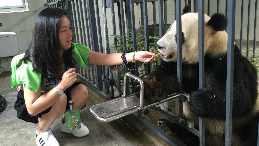 Волонтерские программы большой панды