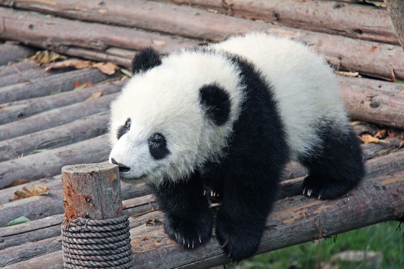 Китай Большая панда в Чэнду