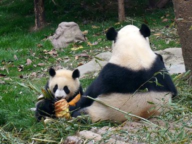 Большая панда Китай