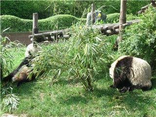Среда обитания большой панды