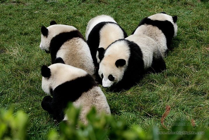 Центр изучения и разведения гигантской панды 