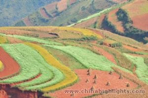 Террасовые рисовые поля Юаньян